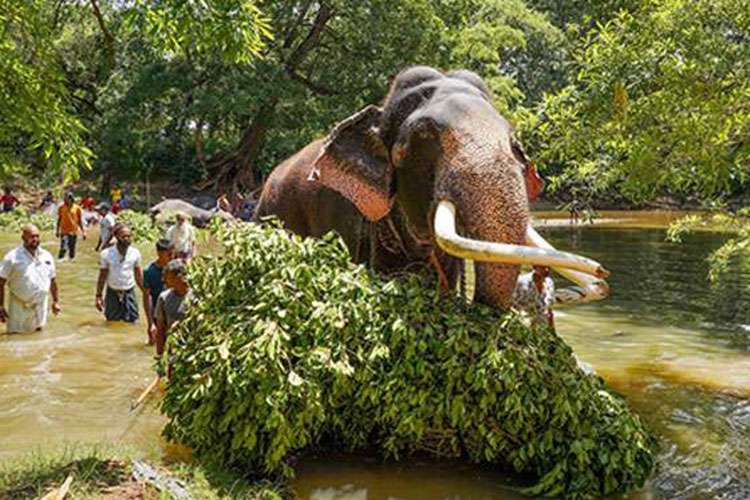 කතරගම දේවාලයේ අතු පන්දලම අලුත් කෙරේ