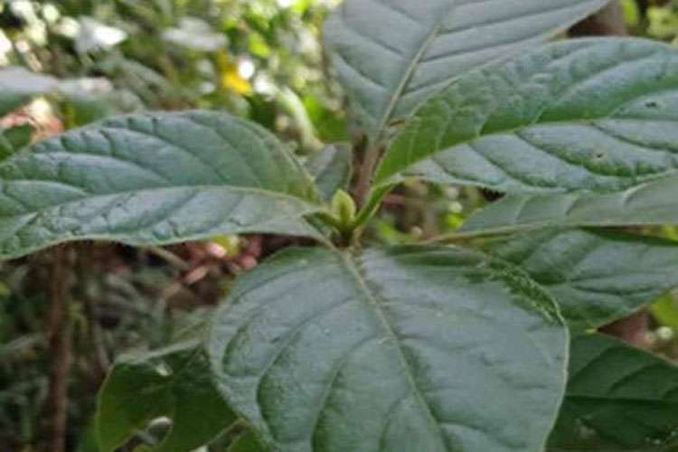 හැටන් අඹගමුවෙන් හමුවූ සිංකෝනා