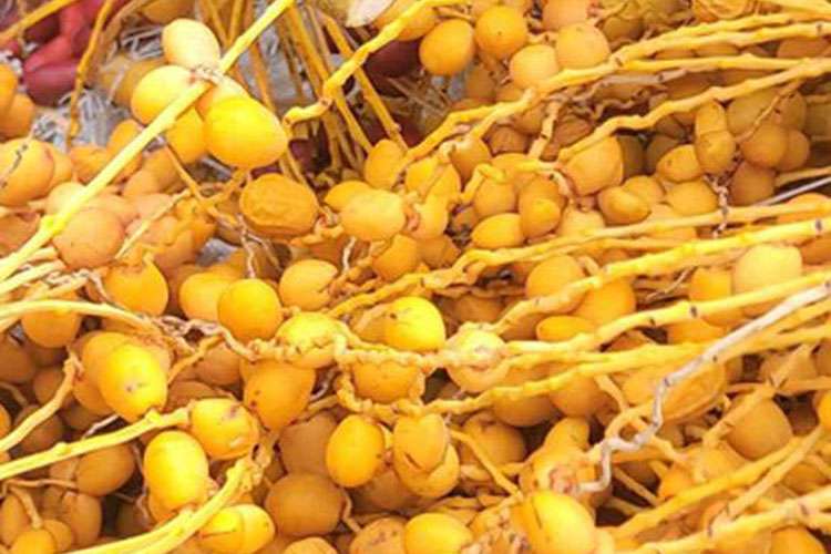කාන්තන්කුඩි රට ඉඳි අස්වැන්න නෙලීම අරඹයි