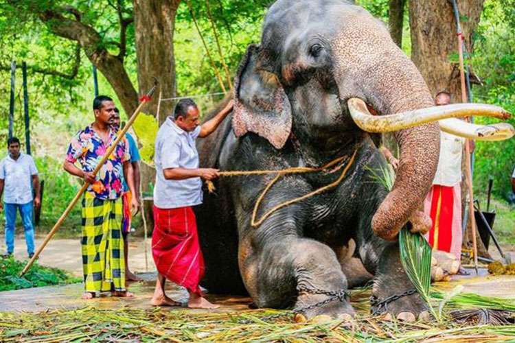 කතරගම වාසනා ඇසල මංගල්‍යයට සූදානම් කෙරේ