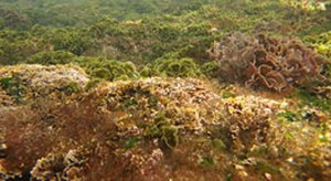 263px-NSW_seabed_1