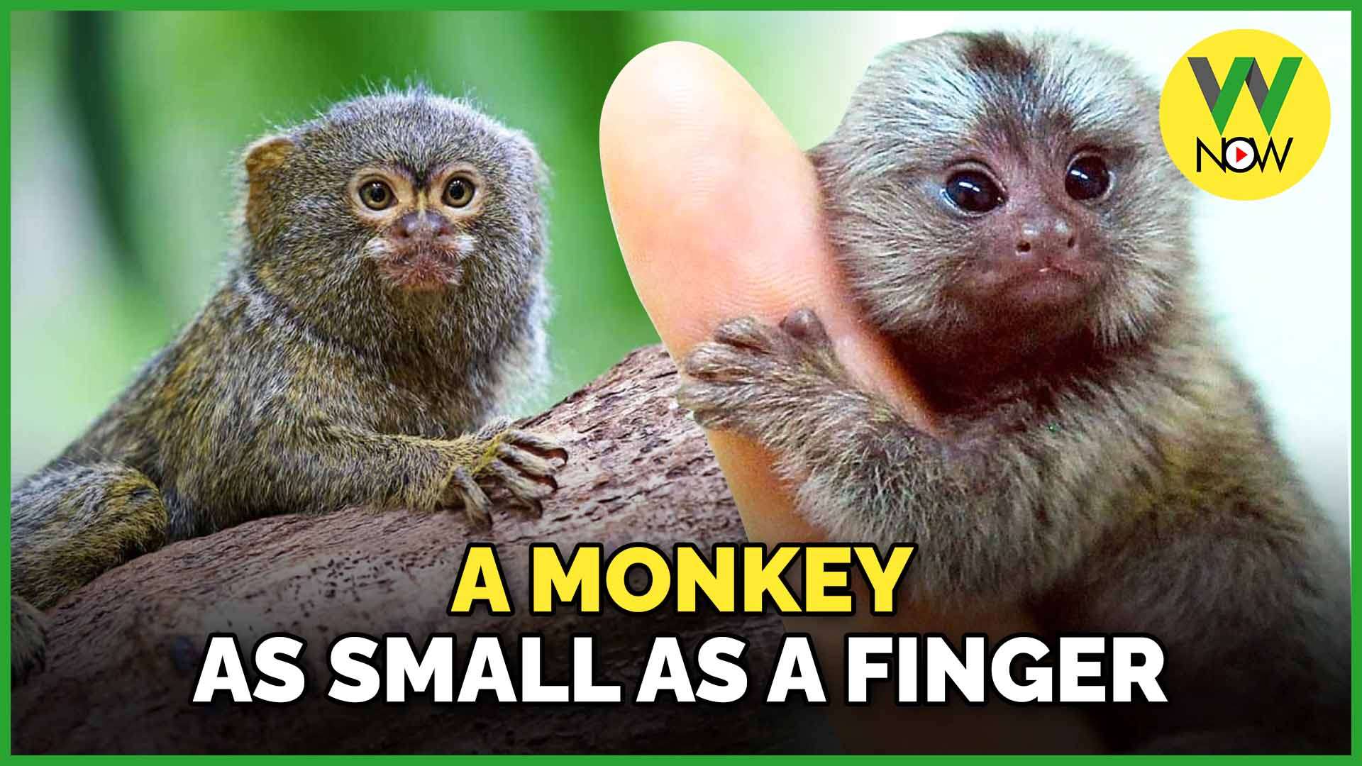 W NOW :: A monkey as small as a finger